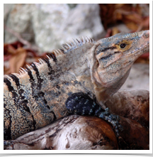 Black Iguana - Perched